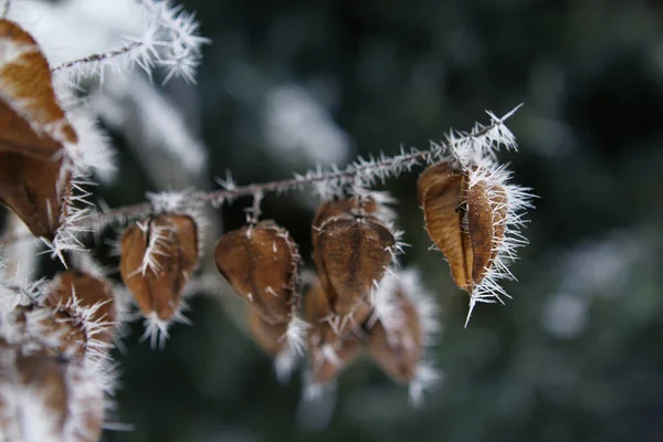 Beautiful tree branch with leaves, covered with white, sharp needles of hoarfrost on a background of a winter landscape, seasonal concept, weather, first frosts, horizontal, close-up — Stock Photo, Image