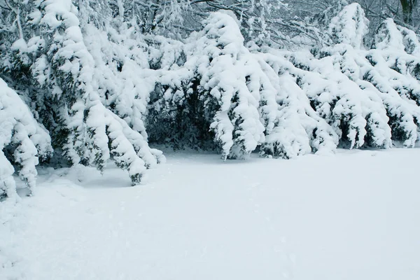 Beau paysage hivernal avec des arbres enneigés blancs dans le parc, dans la forêt, pistes profondes dans la neige, saisonnier, concept météo — Photo