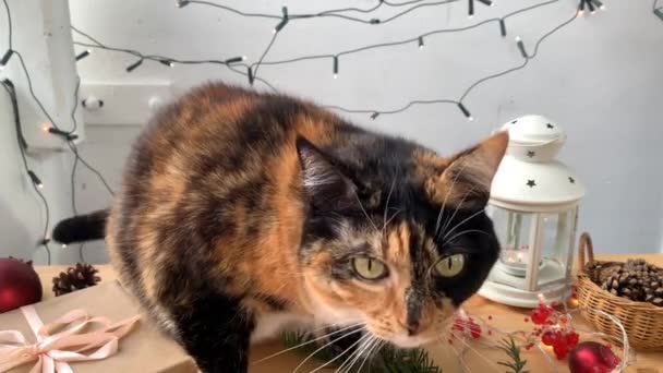 Schöne Dunkle Hauskatze Sitzt Auf Einem Holztisch Mit Festlichem Dekor — Stockvideo