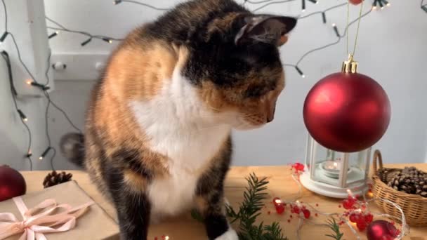 Belo Gato Doméstico Escuro Senta Uma Mesa Madeira Com Uma — Vídeo de Stock