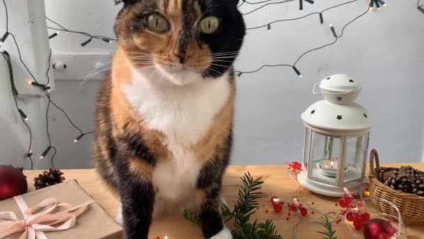 Schöne Dunkle Hauskatze Einer Neujahrskeule Auf Einem Holztisch Mit Festlichem — Stockvideo