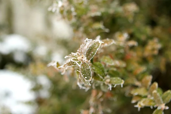 Beautiful green tree branch with leaves, covered with white, sharp needles of hoarfrost on a background of a winter landscape, concept seasonal, weather, first frost, horizontal, close-up — Stock Photo, Image