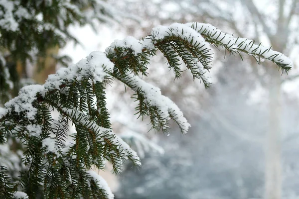 Green fluffy branches of spruce with needles covered with white snow, natural background, concept of weather, winter, frost and snowfall, copy space — Stock Photo, Image