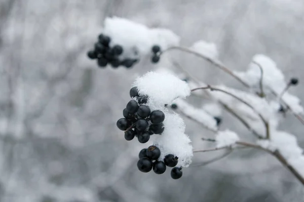 Black berries in the snow, copy space — Stock Photo, Image