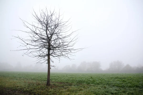 Magányos fa a ködös táj, a koncepció a magány, a vágy, a szomorúság, másolás tér — Stock Fotó