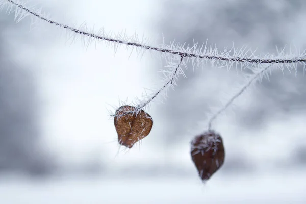 Bello ramo di albero con foglie, coperto con aghi bianchi, affilati di hoarfrost su uno sfondo di un paesaggio invernale, concetto stagionale, tempo, prime gelate — Foto Stock