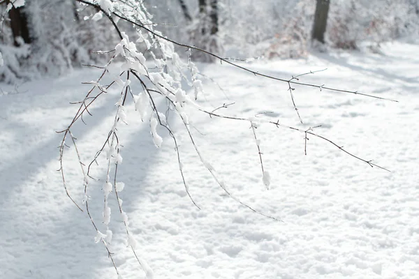 在雪地里的树枝和寒冷的白色自然景观，公园，冬天的森林，自然季节变化的概念，降雪，天气，气候 — 图库照片