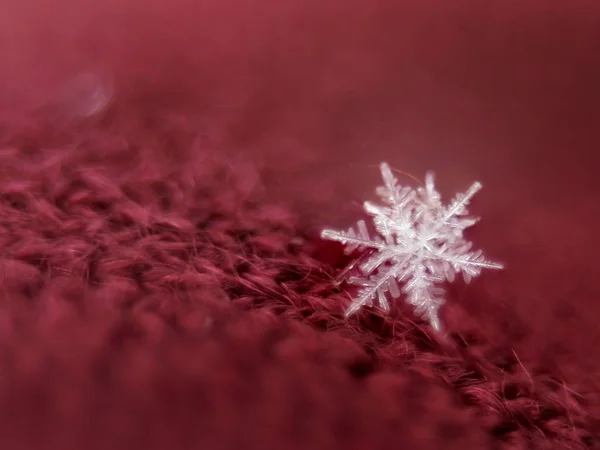 One white snowflake made of ice crystals lies on a burgundy knitted woolen cloth, closeup, concept of seasonal changes in nature, weather, first snow — Stock Photo, Image