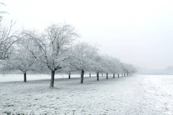 cold white landscape of snow-covered field and apple orchard, village in winter, concept of seasonal changes in nature, snowfall, weather, climate