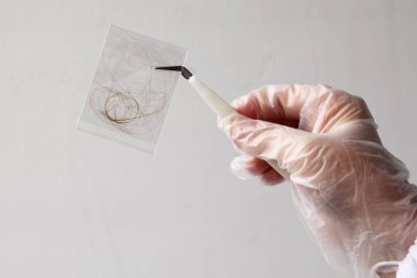 Saç örneği, laboratuardaki genetik araştırmalar için laboratuvar asistanının elindeki poşetteki bukleler DNA analizi konsepti, babalık testi.
