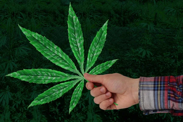 Hoja verde de cannabis en la mano en un fondo de plantación verde, concepto que utiliza la marihuana por razones médicas y recreativas, esta droga puede afectar la mente y el cuerpo, productos del CBD, primer plano, espacio de copia —  Fotos de Stock