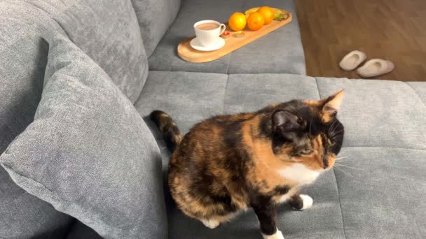 Schöne Dunkle Hauskatze Sitzt Auf Einem Grauen Sofa Zimmer Konzept — Stockvideo