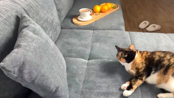 美丽的深色家猫躺在房间里灰色的沙发上 舒适舒适的家 舒适的家 甜蜜的家 — 图库视频影像