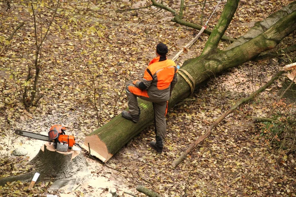 Trabajador en una chaqueta naranja y pantalones de trabajo se encuentra en un árbol caído, junto a un muñón se encuentra una sierra, un concepto ambiental, trabajo en el jardín —  Fotos de Stock