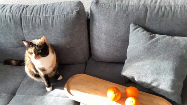 Schöne Dunkle Hauskatze Liegt Auf Hellgrauem Hintergrund Der Nähe Orangefarbener — Stockvideo