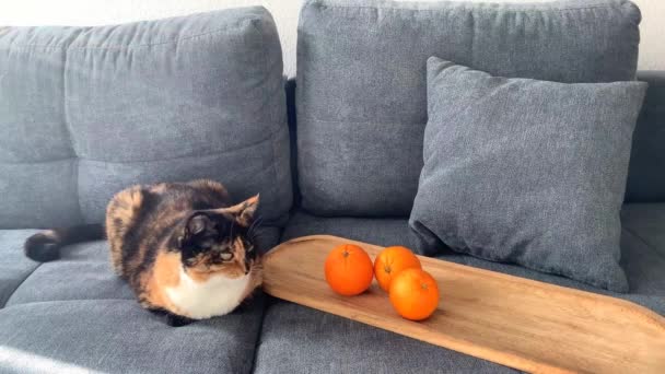 Belo Gato Doméstico Escuro Está Fundo Cinza Claro Perto Tangerinas — Vídeo de Stock