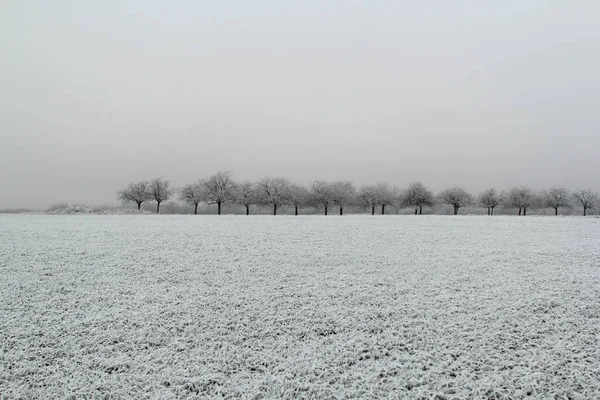 Paisagem branca fria de campo coberto de neve e pomar de maçã, aldeia no inverno, conceito de mudanças sazonais na natureza, queda de neve, tempo, clima — Fotografia de Stock