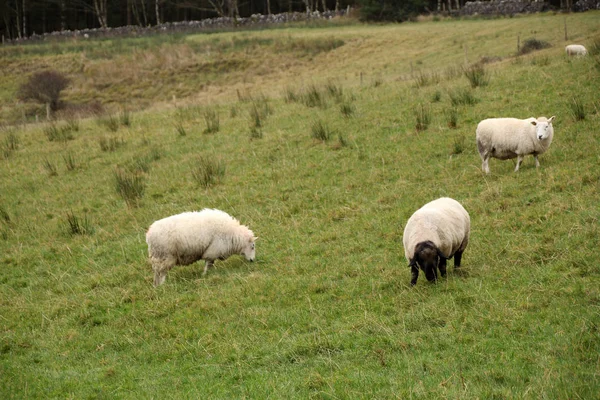 Vita får och baggar betar på en grön gräsmatta, jordbrukskoncept — Stockfoto