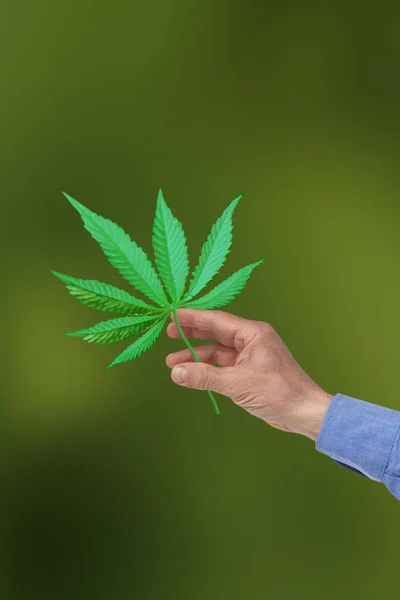 Hoja de cannabis verde en la mano sobre fondo verde borroso, concepto de uso de la marihuana por razones médicas y recreativas, esta droga puede afectar a la mente y el cuerpo, productos del CBD, primer plano, espacio de copia —  Fotos de Stock
