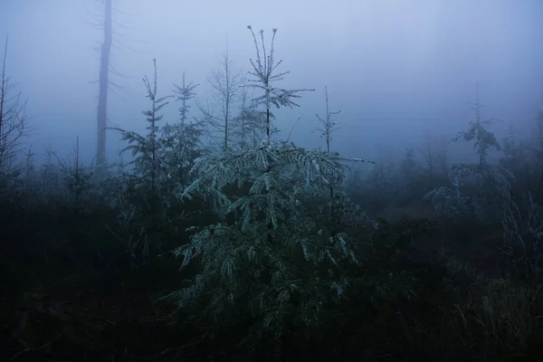 Homályos kép egy titokzatos ködös táj tűlevelű a téli erdőben, misztikus koncepció — Stock Fotó