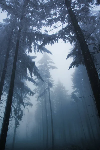Foto borrada de nevoeiro da floresta em uma floresta de inverno, paisagem mística misteriosa — Fotografia de Stock
