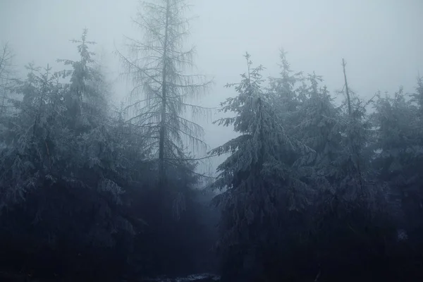 Θολή φωτογραφία δασικής ομίχλης σε χειμερινό δάσος, μυστηριώδες μυστικιστικό τοπίο — Φωτογραφία Αρχείου