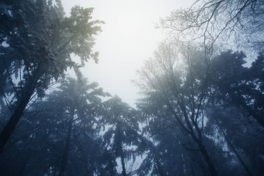 Sisli bir ormanın bulanık arka planında ağaçların taç ve gövdeleri gizemli mistik bir kavramdır.