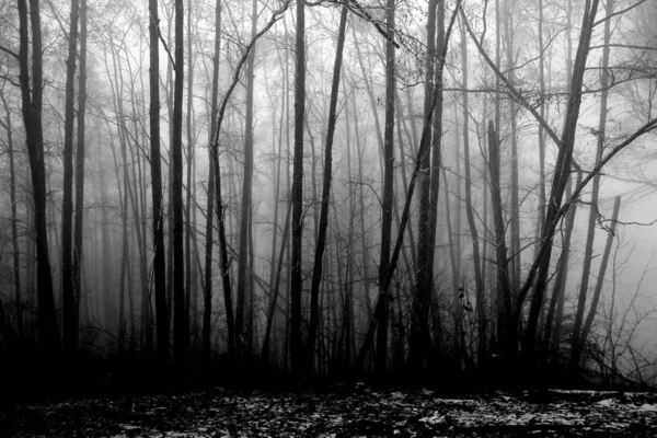 Homályos kép egy titokzatos ködös táj fák egy erdőben, titokzatos misztikus koncepció — Stock Fotó