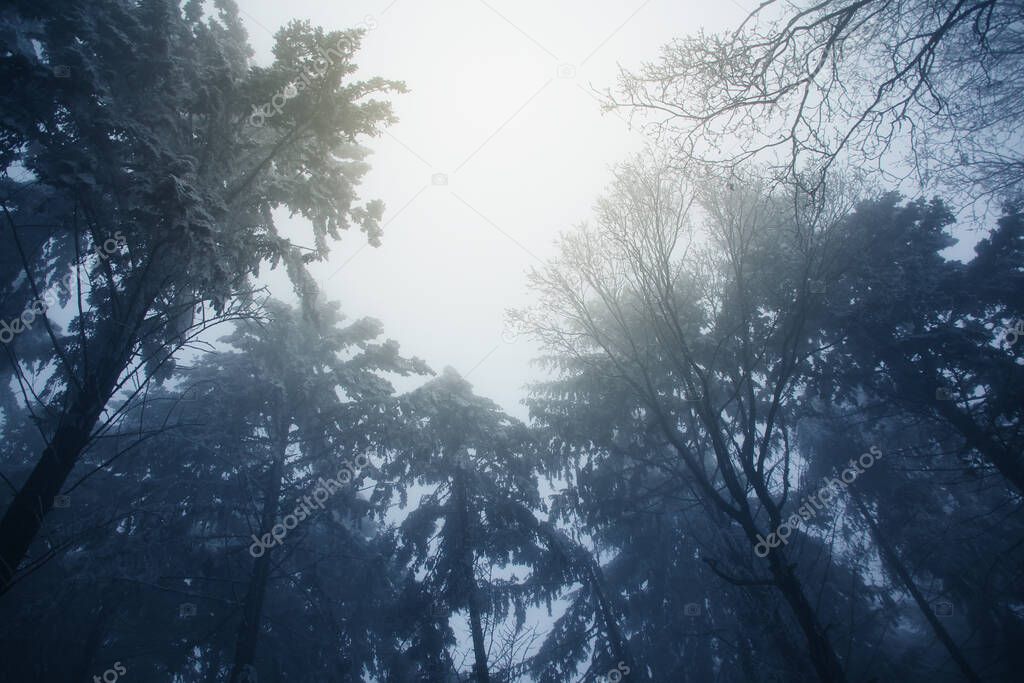tree crowns and trunks on a blurry background of a foggy forest, mysterious mystical concept