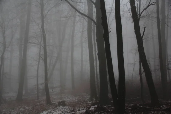Suddig bild av ett mystiskt dimmigt landskap med träd i en skog, mystiskt koncept — Stockfoto