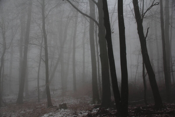 Blurred photo of a mysterious foggy landscape with trees in a forest, mystical concept