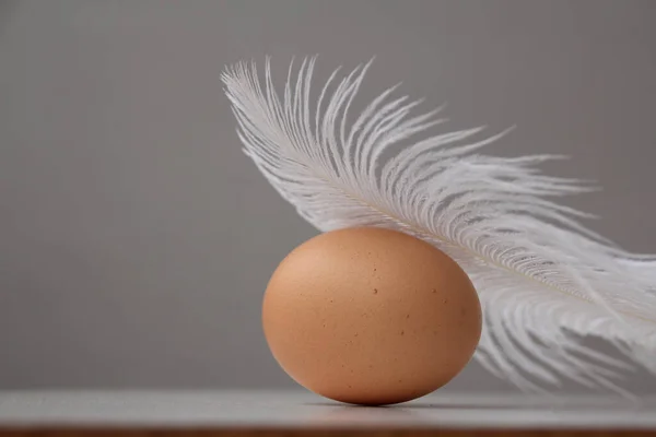 Dark Brown Eggs Hens Lies Covered White Fluffy Feather Easter — 스톡 사진
