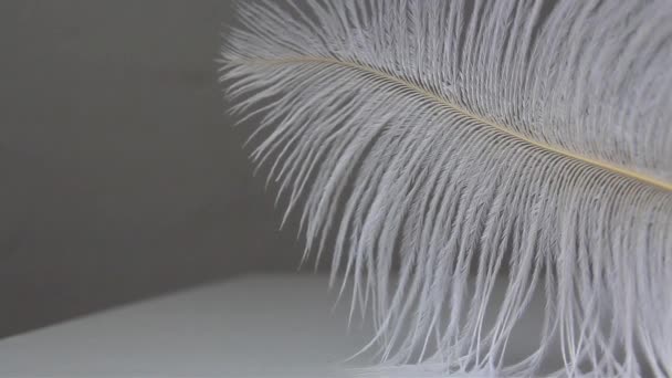 Weiße Flauschige Straußenfeder Liegt Auf Einem Hintergrund Und Schwankt — Stockvideo