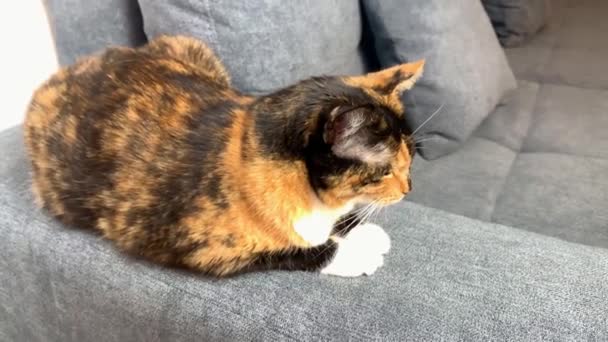 Dunkle Katze Sitzt Auf Einem Grauen Sofa Und Schaut Sich — Stockvideo