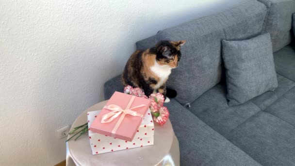 花瓶里有一束粉红色的康乃馨花 盒子里的礼物放在一张圆桌上 一只黑猫坐在灰色的沙发上环顾四周 这个概念是一个舒适的房子 — 图库视频影像