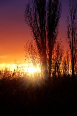 Gün batımında çıplak, siyah ağaç gövdeleri, arkalarında fener ışıkları, akşamları muhteşem doğal manzara konsepti.