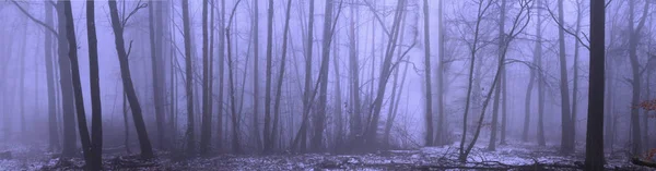 Панорама лесного тумана в зимнем лесу, таинственный мистический пейзаж сиреневого цвета — стоковое фото