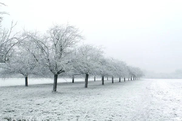 Hideg fehér táj hó borította területen és alma gyümölcsöskert, falu télen, koncepció szezonális változások a természetben, hóesés, időjárás, éghajlat — Stock Fotó