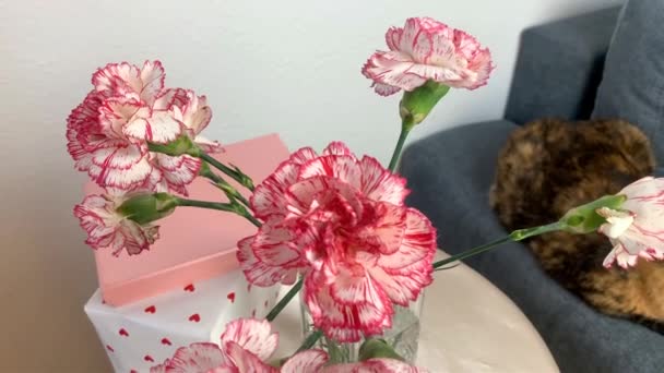 一束粉红色的康乃馨花放在花瓶里 盒子里的礼物放在圆桌上 一只黑猫坐在灰色的沙发上 概念是舒适的房子 — 图库视频影像