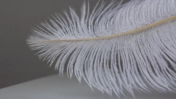 Witte Pluizige Struisvogelveer Ligt Een Lichte Achtergrond Beweegt Gemakkelijk Wind — Stockvideo