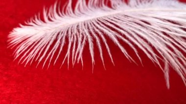 Beyaz tüylü devekuşu tüyü kırmızı arka planda yatar ve rüzgarda kolayca hareket eder.