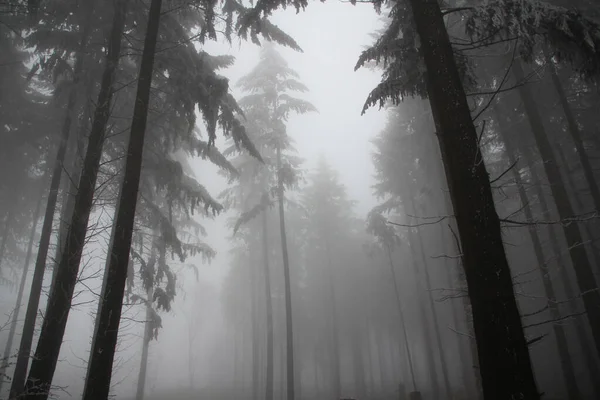 Homályos Kép Ködös Táj Tűlevelűek Téli Erdőben Titokzatos Misztikus Koncepció — Stock Fotó