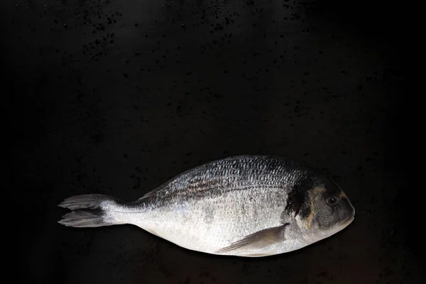 Een Verse Rauwe Atlantische Zeewatervis Sparus Aurata Met Glanzende Zilveren — Stockfoto