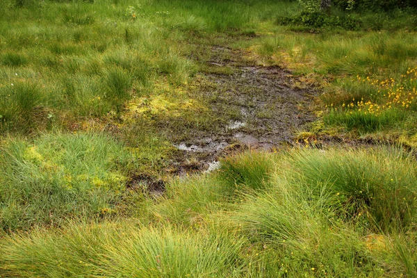 Green Bogs Forest Water Quagmire Close Copy Space — Stock Photo, Image
