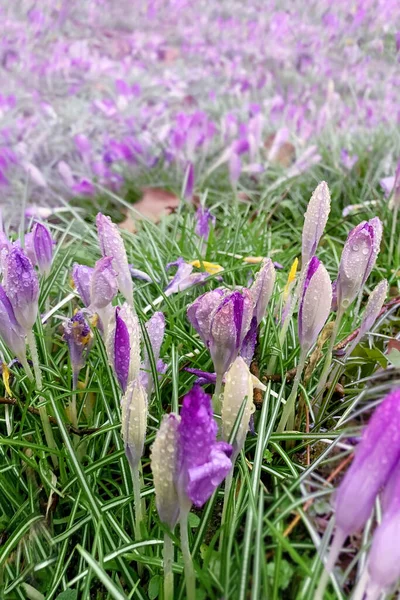 Belles Fleurs Lilas Crocus Fleurs Dans Une Prairie Printemps Printemps — Photo