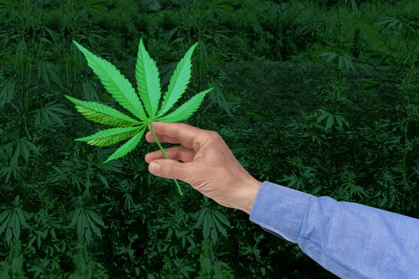 Hoja Verde Cannabis Mano Fondo Plantación Verde Concepto Que Utiliza — Foto de Stock