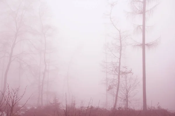 Dimmig Rosa Skogslandskap Dimman Kala Trädstammar Skräck Koncept Magiska Foto — Stockfoto