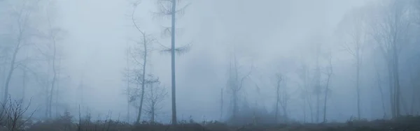 Panoramische Verschwommene Blaue Landschaft Des Waldes Nebel Kahle Baumstämme Konzept — Stockfoto