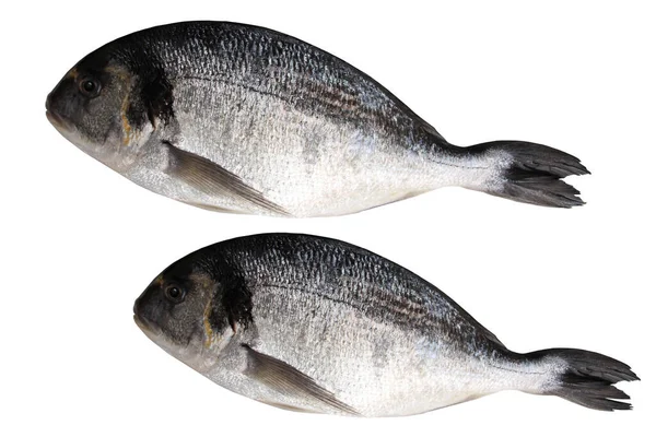 Twee Karkassen Verse Atlantische Zeewatervis Sparus Aurata Met Glanzende Zilveren — Stockfoto