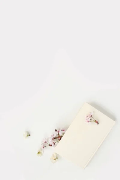 아름다운 부드러운 생명력 베이지 배경의 봉오리 카푸치노 꽃봉오리 배경의 — 스톡 사진